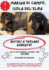 Cane fuggito spaventato dai &quot;botti&quot; a Campo