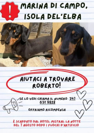 Cane fuggito spaventato dai "botti" a Campo