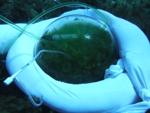 L’Università di Pisa studia il futuro del mare dell’Arcipelago Toscano nei “mesocosmi” dell’Acquario di Livorno