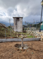 Fotonotizia:  l'olivo marinese spiantato e soccorso:  è in "terapia intensiva"