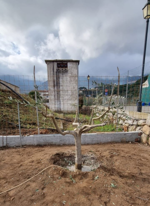 Fotonotizia:  l'olivo marinese spiantato e soccorso:  è in "terapia intensiva"