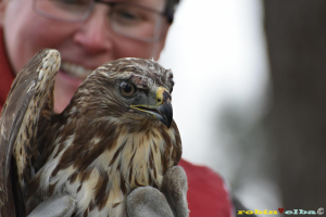 Due rapaci tornano a volare liberi nei cieli dell'Elba