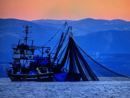 La seconda foto premiata per il concorso la Foto della Settimana sul tema "rete" è di Claudio Dellea