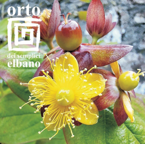 Appuntamento in giardino: all'Orto dei Semplici elbano il 3 e 4 Giugno