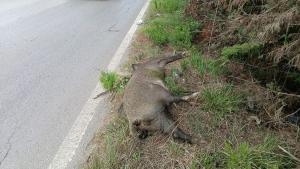 Ennesimo incidente stradale causato da un cinghiale