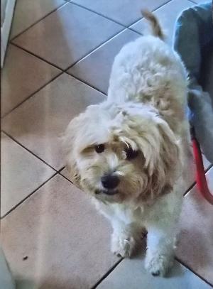 Cane smarrito in Centro Storico