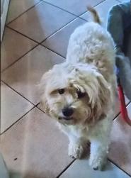 Cane smarrito in Centro Storico