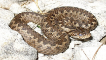 A  Sciambere della Luciòla della Luscengola e soprattutto delle Vipere