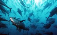 Pesca del tonno rosso all'Elba