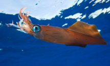 Rimandata, causa maltempo, la gara di pesca al totano del Circolo Nautico Cavo