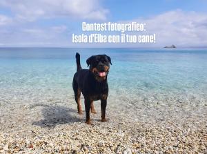 Al via il Contest fotografico di Let&#039;s Dog - Isola d’Elba con il tuo cane