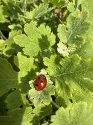 La Foto del Giorno (3 mag.)