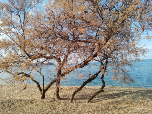 La Foto del Giorno (26 feb.)