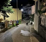 Cinghiali - giovedì a San Piero un incontro "Per Rocco e per l'Elba", ripresa da Canale 5