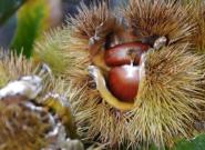 La castanicoltura tradizionale diventa Presidio Slow Food