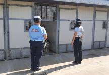 La Polizia municipale piombinese mette in salvo sette cani maltrattati