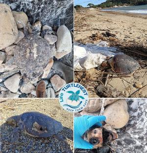All’Elba troppe tartarughe uccise e ferite da attrezzi da pesca e plastica