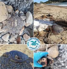 All’Elba troppe tartarughe uccise e ferite da attrezzi da pesca e plastica