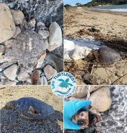 All’Elba troppe tartarughe uccise e ferite da attrezzi da pesca e plastica