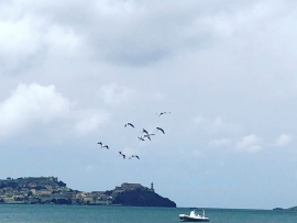 Uno stormo di gru in migrazione fa tappa nella Rada di Portoferraio