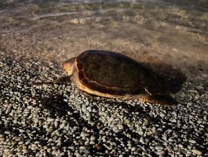 Una tartaruga marina prova a nidificare anche alle Ghiaie e alla Padulella, ma rinuncia