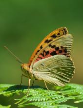 La Foto del Giorno (16 giu.)