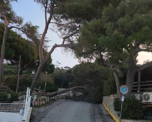 Notte di vento sull'isola: alberi caduti, detriti sulle strade, atterraggio difficile per Pegaso