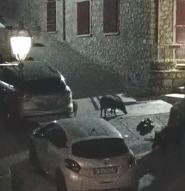 La movida del cinghiale sampierese