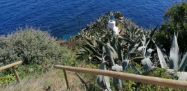 Portoferraio: Ripristinato dalla Pro Loco il Sentiero del Grigolo