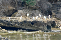 Migratori a Pianosa - Un gruppetto di aironi guardabuoi sulla spiaggia di Cala Giovanna