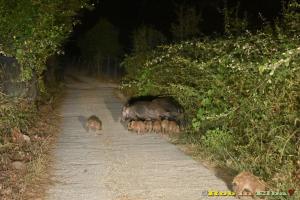 Tutto quello che occorrerebbe conoscere sui cinghiali all&#039;Elba (prima di pontificare)