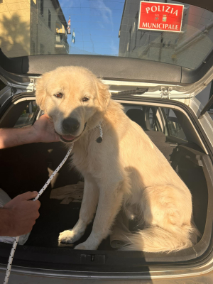 La piccola odissea (a lieto fine) di un grosso amichevole cane smarrito