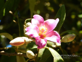 Lutto della famiglia Orsi, la partecipazione dell'I.C. Pertini