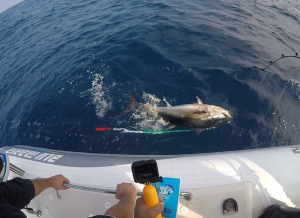 37^ campionato Italiano assoluto di drifting, cittá di Trani, 8° posto per il team elbano