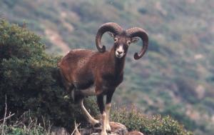 Emergenza cinghiali e mufloni: Assocom Elba sollecita la nomina del Commissario speciale