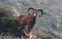 Emergenza cinghiali e mufloni: Assocom Elba sollecita la nomina del Commissario speciale