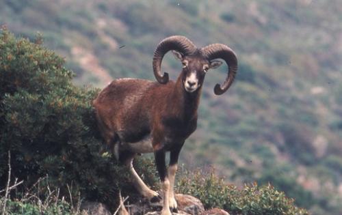 Emergenza cinghiali e mufloni: Assocom Elba sollecita la nomina del Commissario speciale