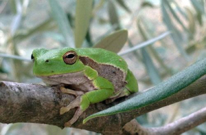 Giornata mondiale della biodiversità: a rischio le raganelle dell&#039;Arcipelago, gabbiani corsi e altri nidificanti