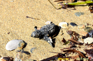 Una storia tartarughinosa