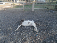 Fotonotizia: la capra "spiaggiata" a Schiopparello