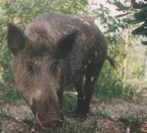 Animal Project: "Due cinghiali uccisi brutalmente (uno a colpi di piccone)"