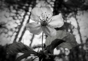Un lutto ha colpito l&#039;Elba intera