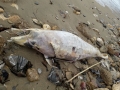 Tre cetacei spiaggiati in pochi giorni