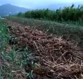 Una spericolata esegesi evangelica ed altre presidenziali castronerie a Portoferraio