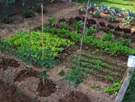 “Centomila orti in Toscana”, pubblicato il nuovo bando  