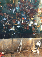 Fotonotizia: effetto combinato tra scirocco e "ciollaggine" umana, in Darsena