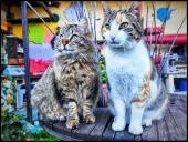 La Foto del Giorno (9 mar.)