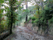 Al via i lavori di restauro ecologico e paesaggistico dei castagneti di Marciana