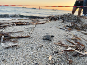 Nate altre 2 tartarughine marine a Sant’Andrea