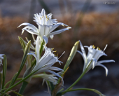 La Foto del Giorno (12 lug.)